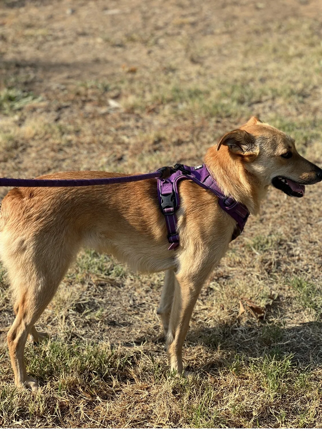 Lost dog in Grapevine, TX, 76051
