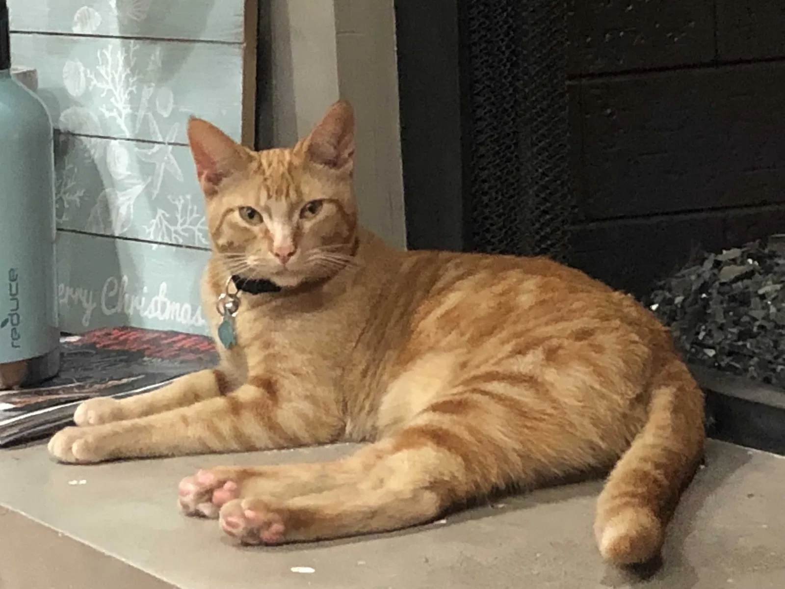 Lost cat in Camarillo, CA, 93010