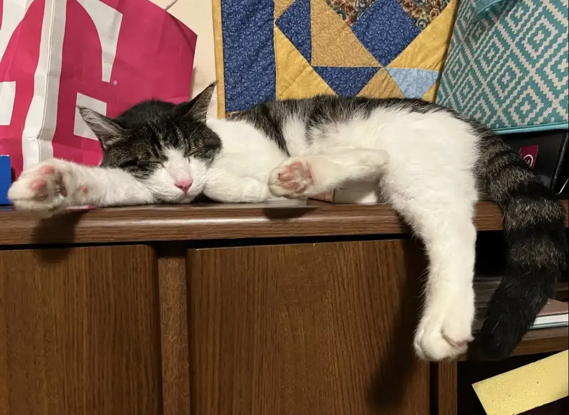 Lost cat in Madison, WI, 53711