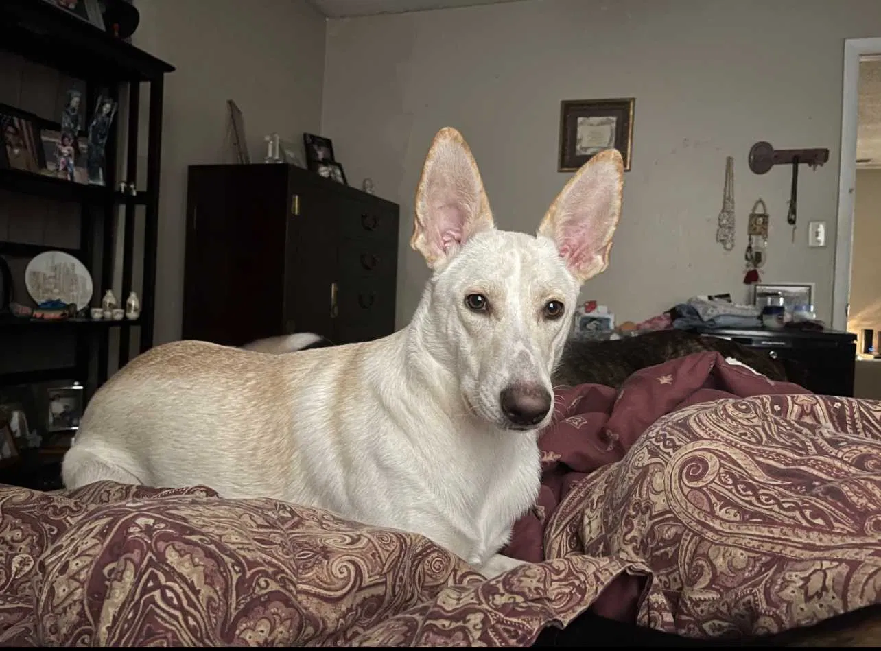 Lost dog in Lumberton, NC, 28358