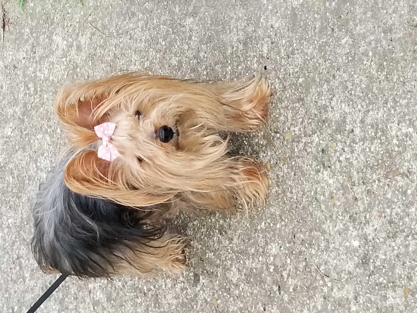 Lost dog in Spring, TX, 77388