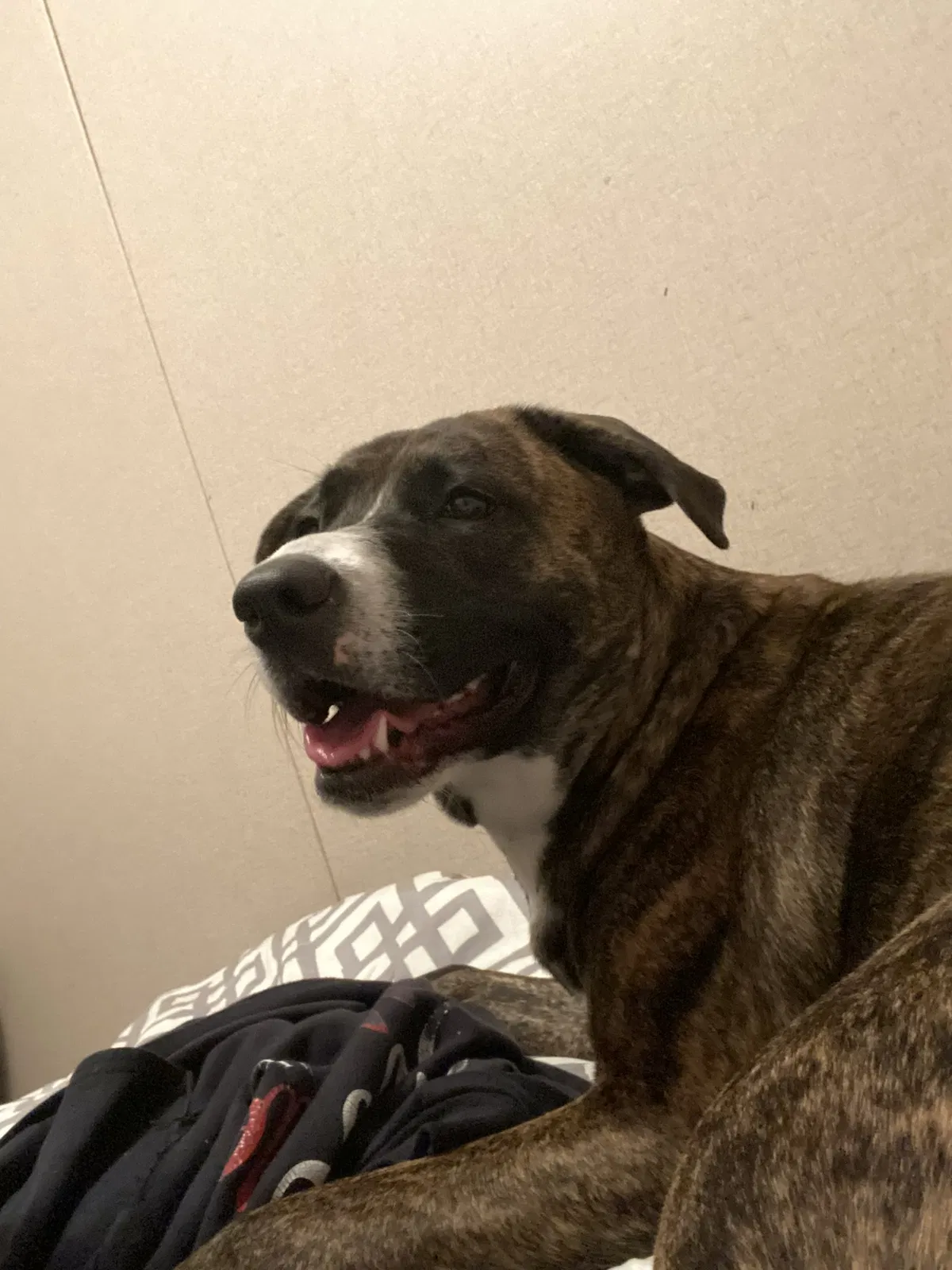 Lost dog in Lumberton, NC, 28358