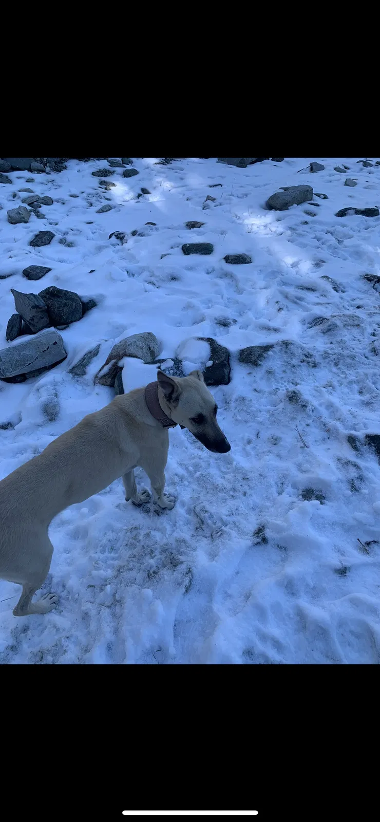 Lost dog in Fontana, CA, 92335