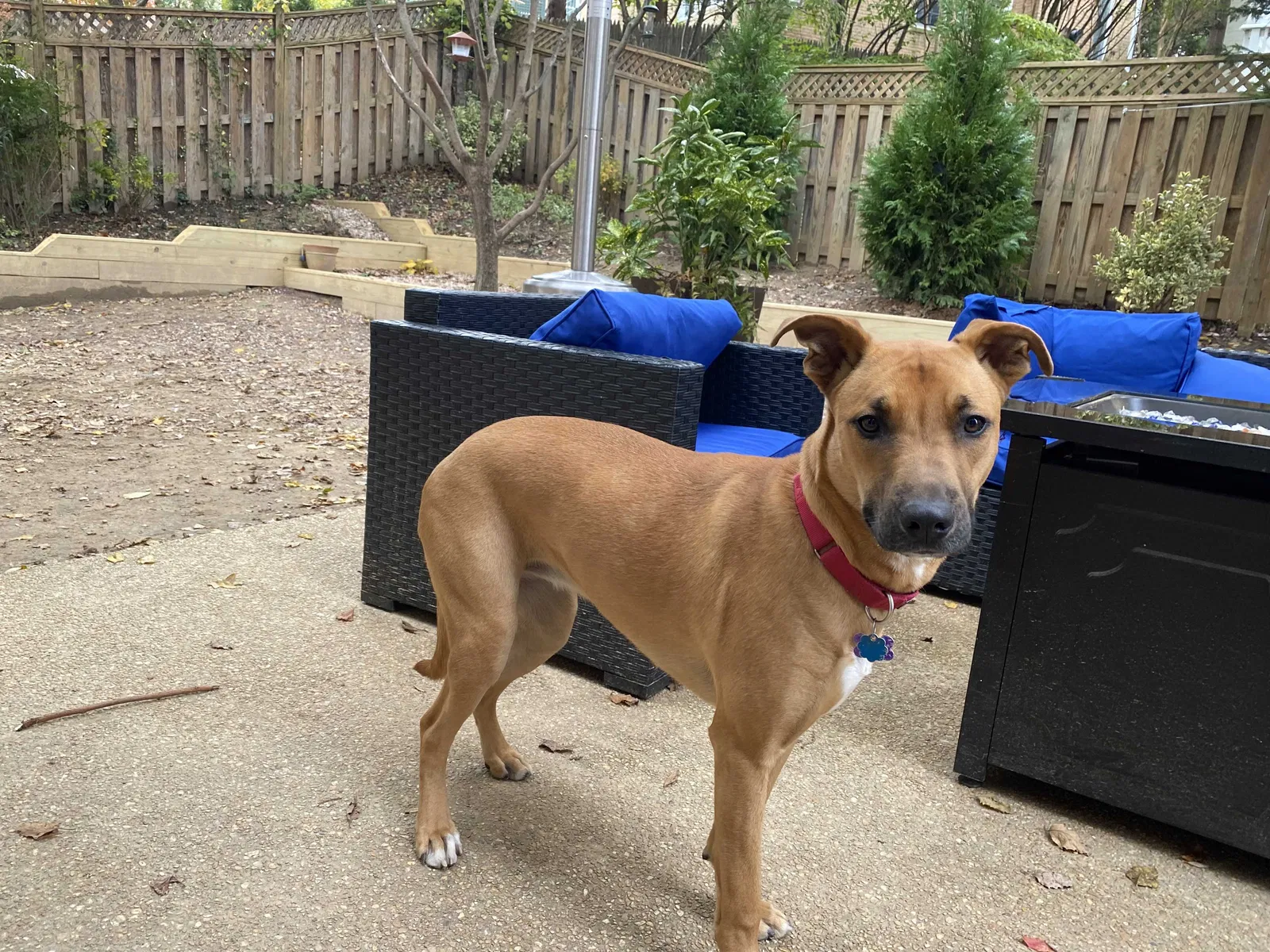 Lost dog in Hyattsville, MD, 20783