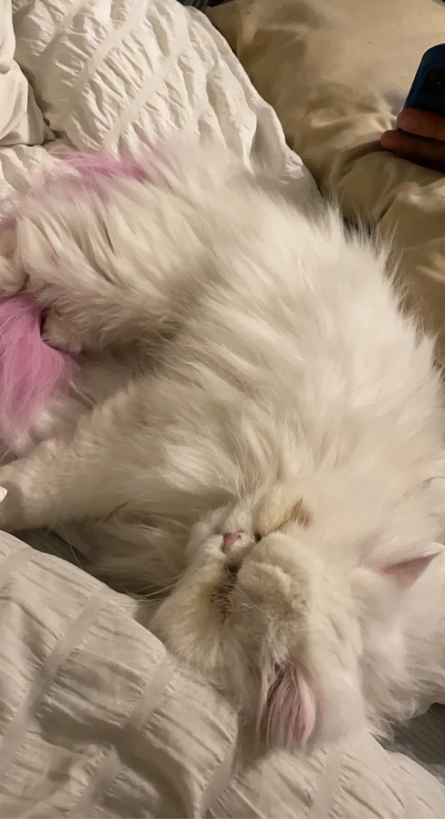 Lost cat in Claremont, CA, 91711