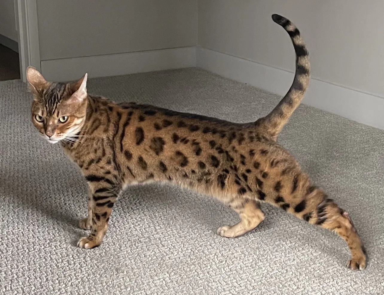 Lost cat in Unknown, MN, 55279