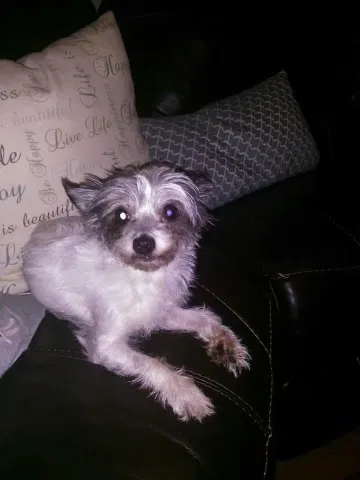 Lost dog in Cortlandt Manor, NY, 10567