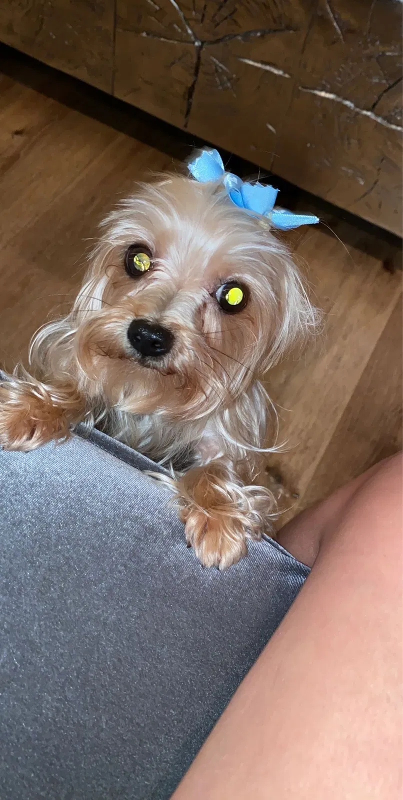 Lost dog in Chula Vista, CA, 91915