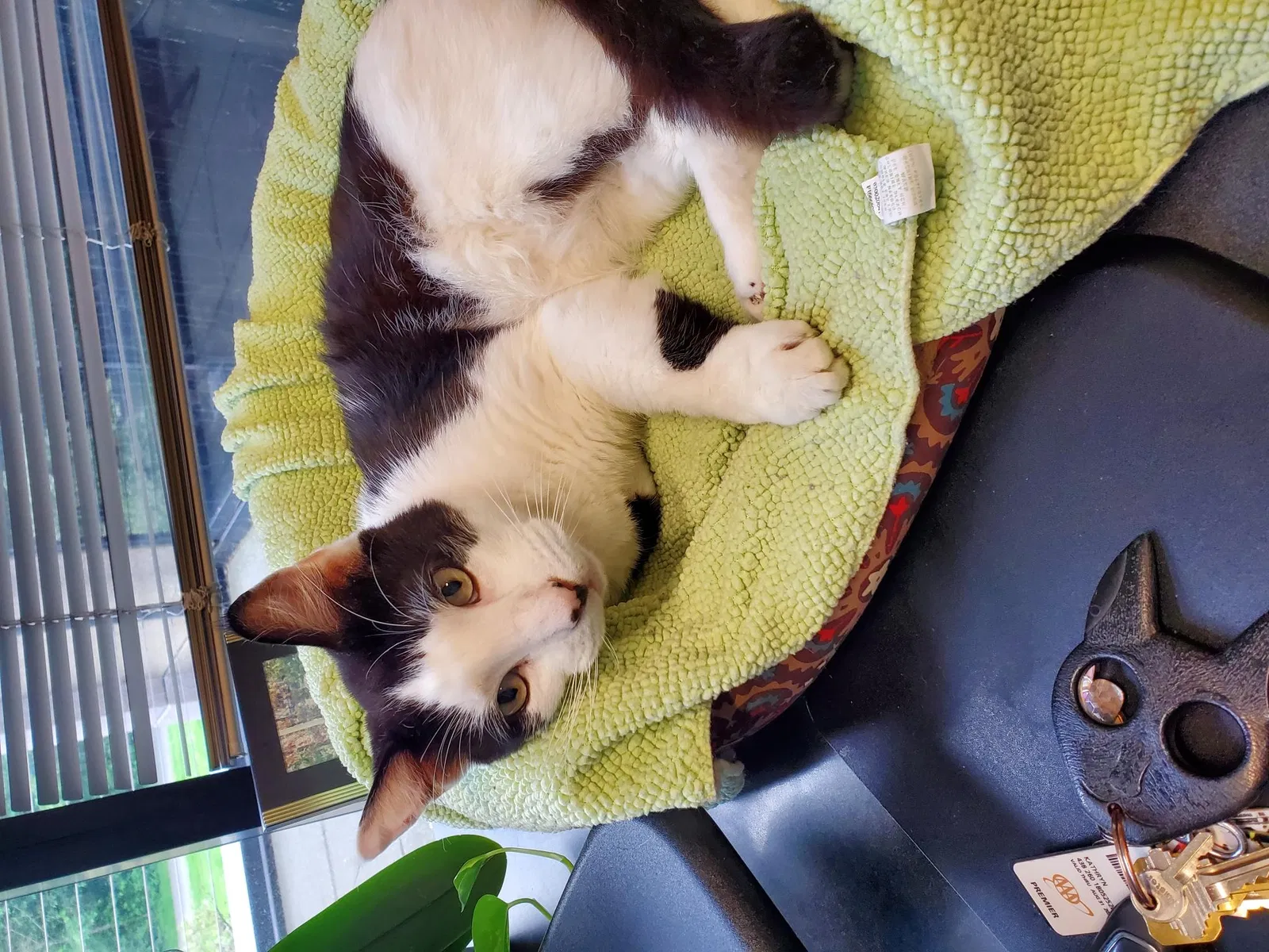 Lost cat in Bothell, WA, 98021