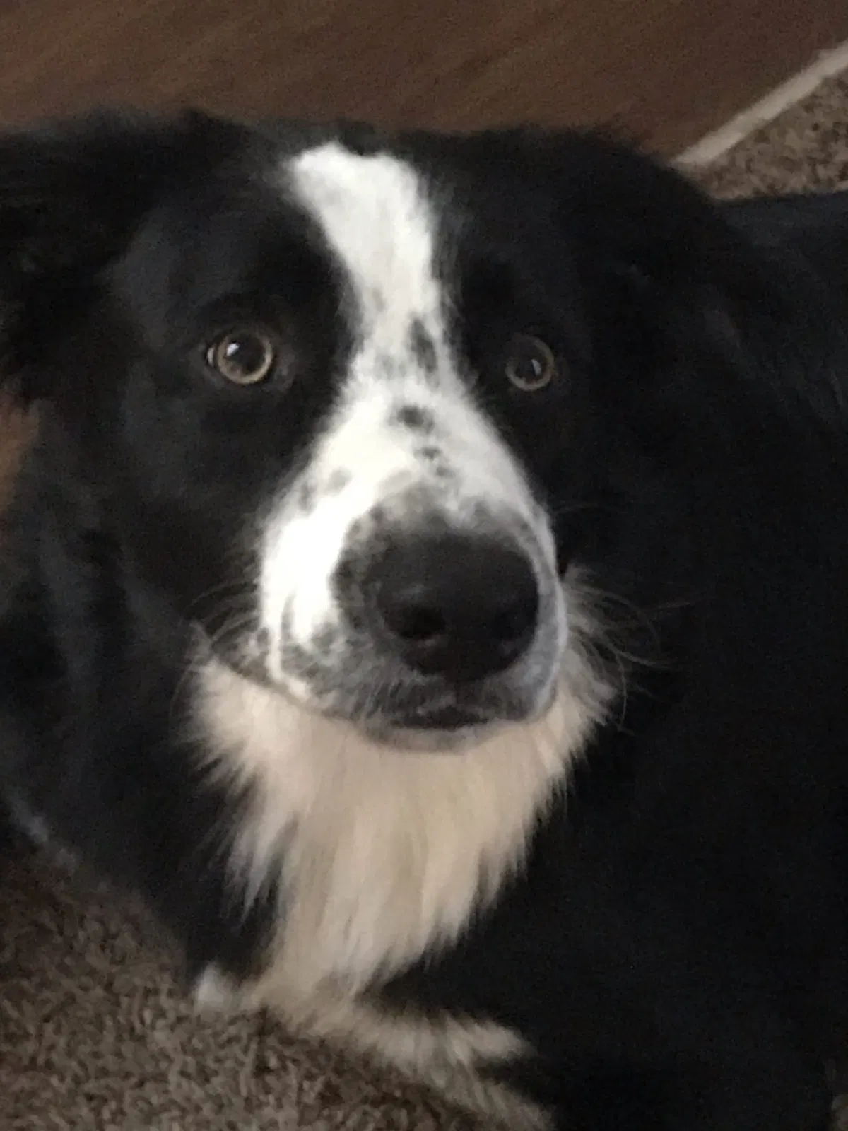Lost dog in Virginia Beach, VA, 23452