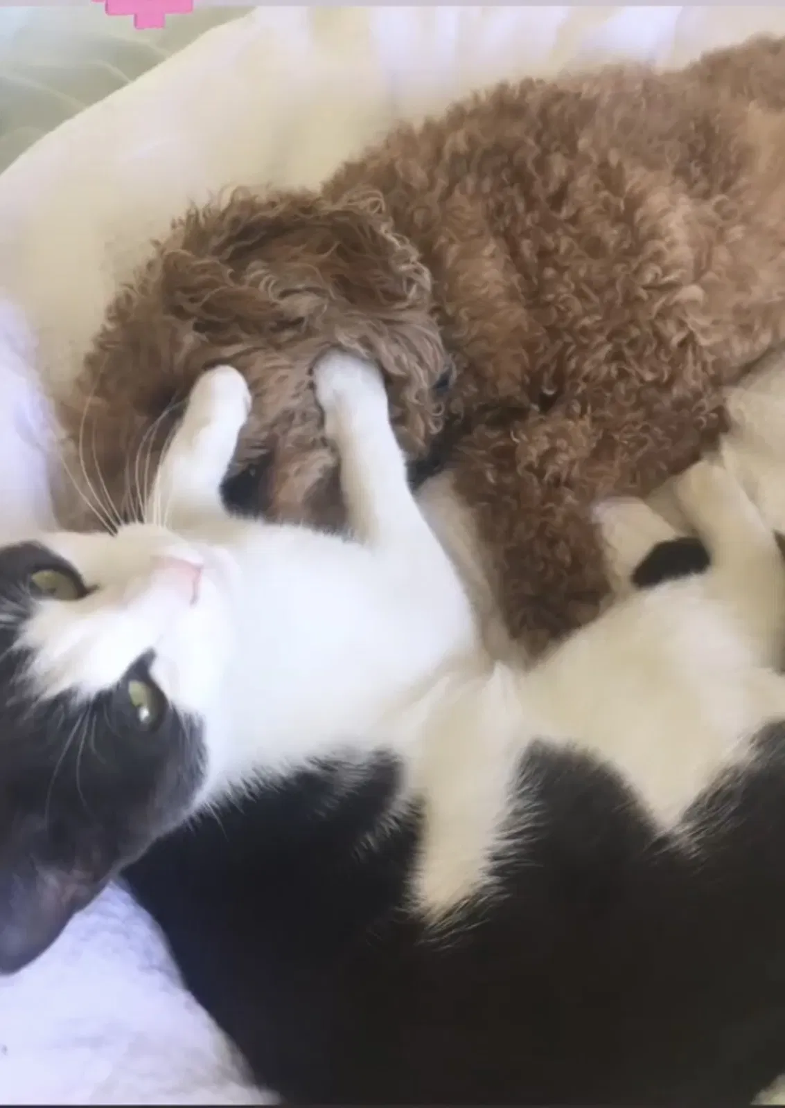 Lost cat in Rancho Cucamonga, CA, 91730