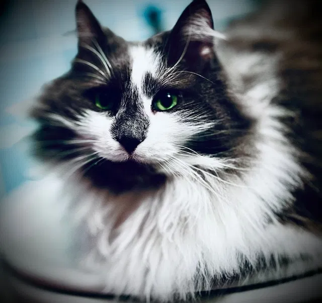 Lost cat in Pittsburgh, PA, 15227