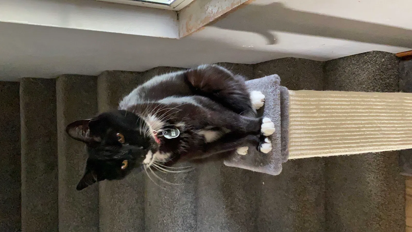 Lost cat in Troutdale, OR, 97060
