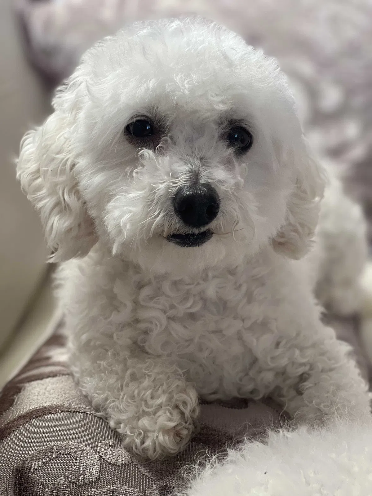 Lost dog in Denver, CO, 80260