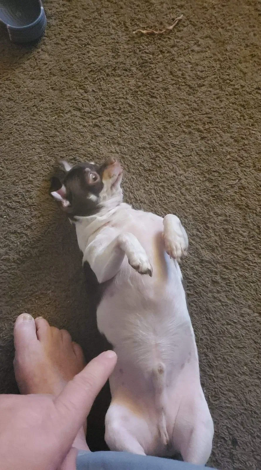 Lost dog in Oklahoma City, OK, 73122