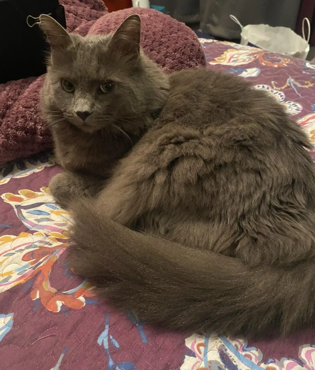 Lost cat in Tacoma, WA, 98409