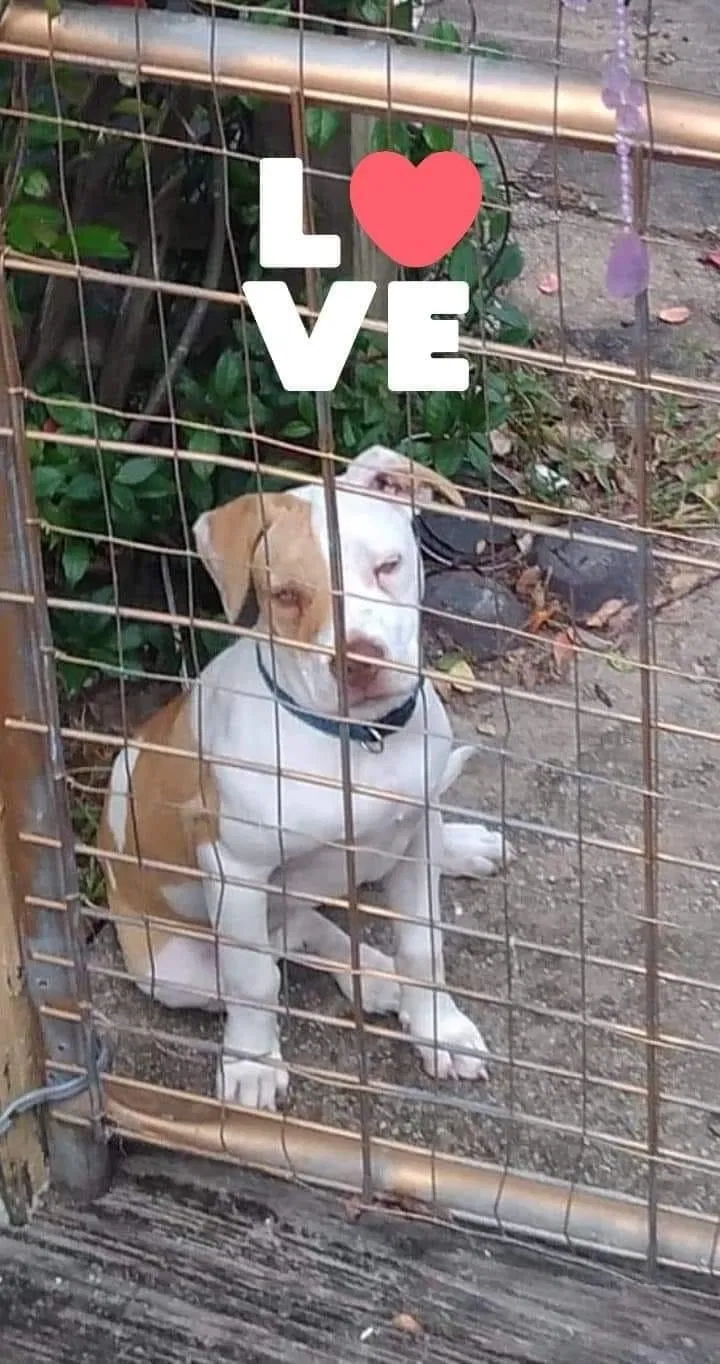 Lost dog in Hernando, FL, 34442