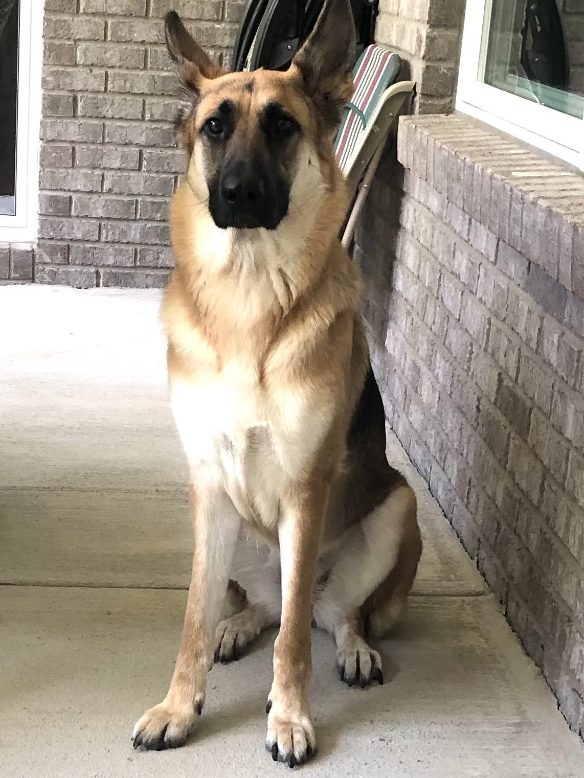 Lost dog in Avon, IN, 46123