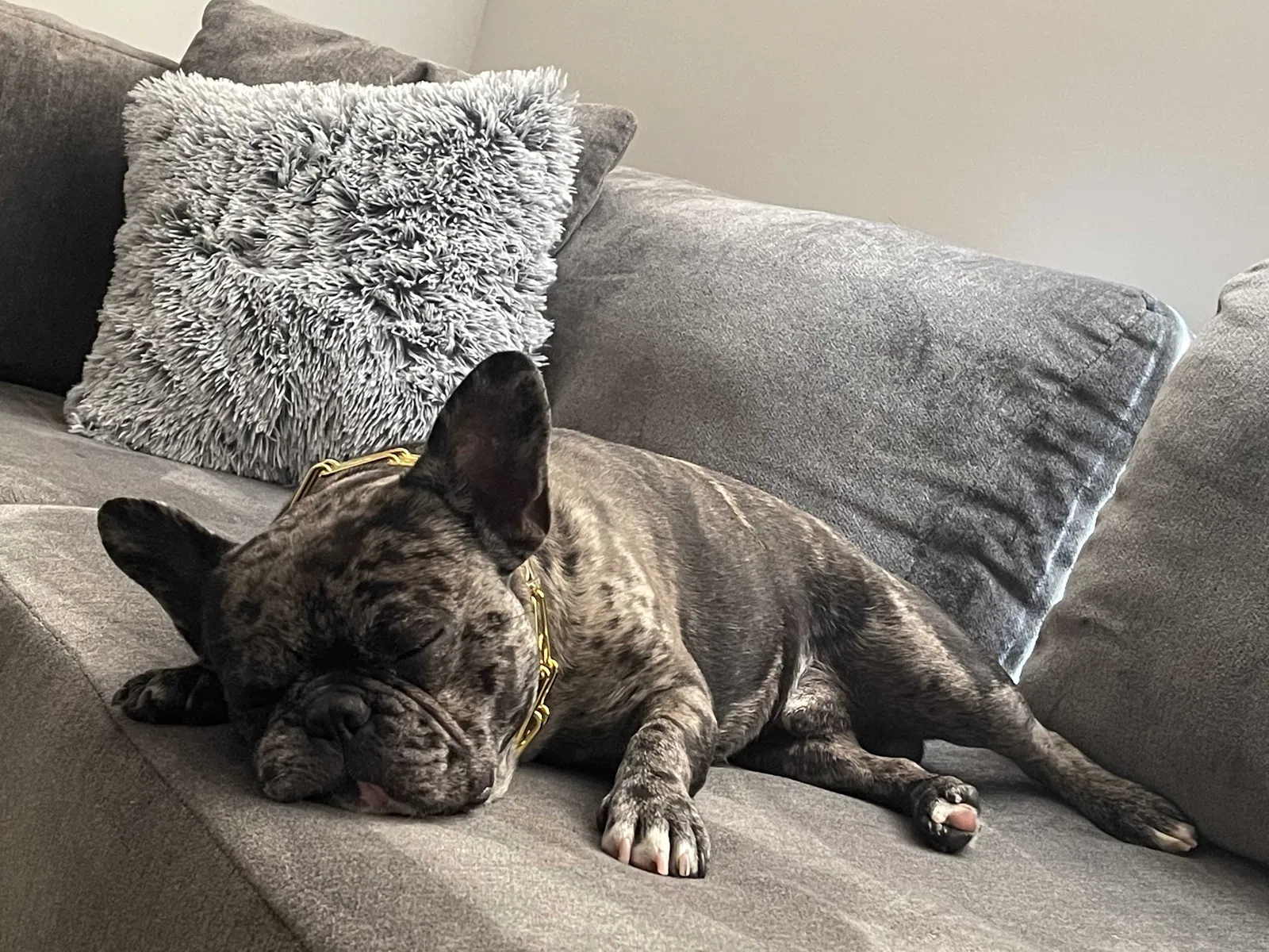 Lost dog in Los Angeles, CA, 90028