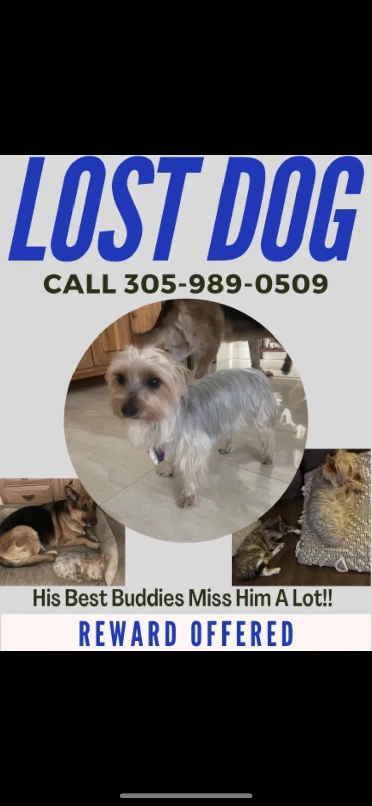 Lost dog in Miami, FL, 33134
