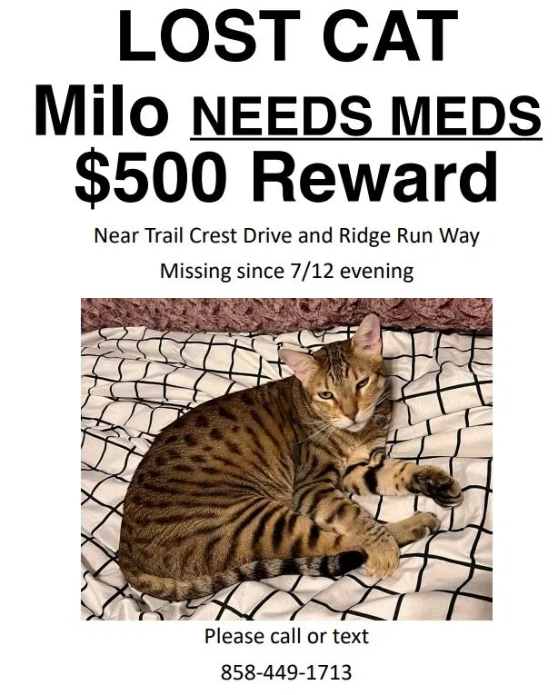 Lost cat in San Diego, CA, 92131