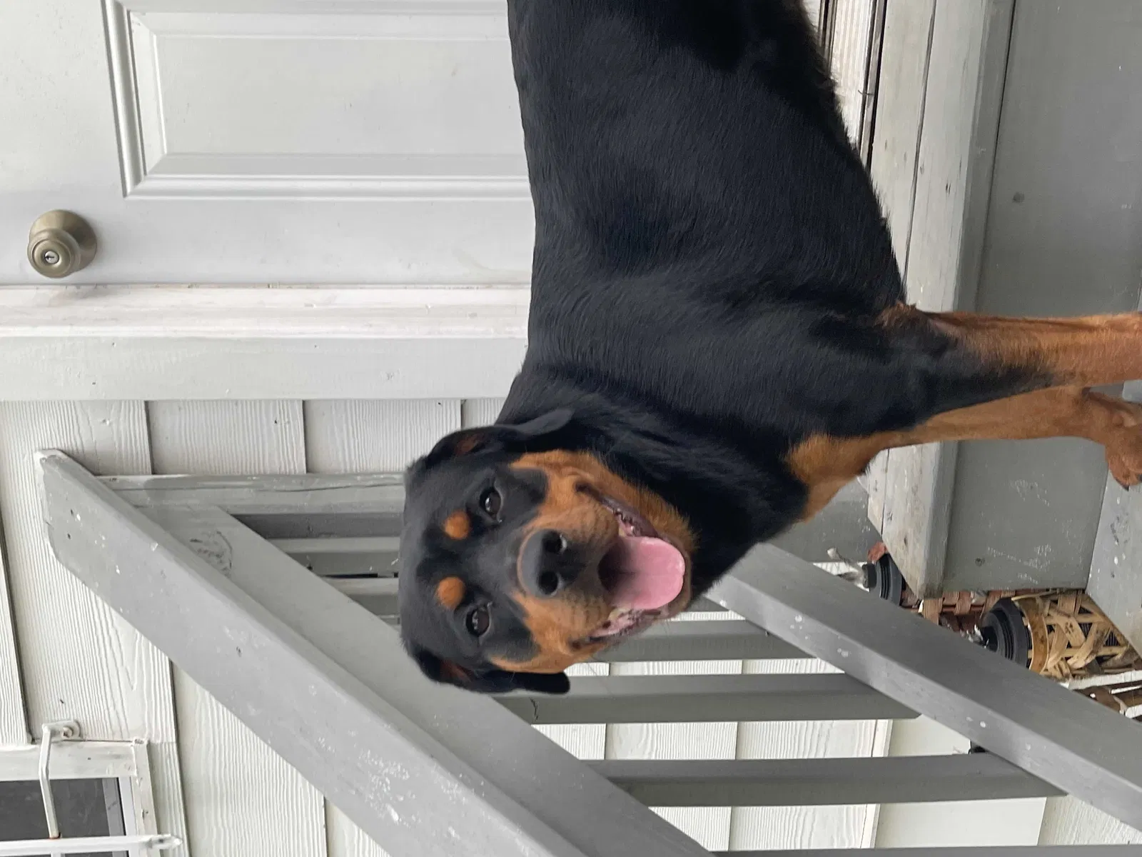 Lost dog in Atlanta, GA, 30318