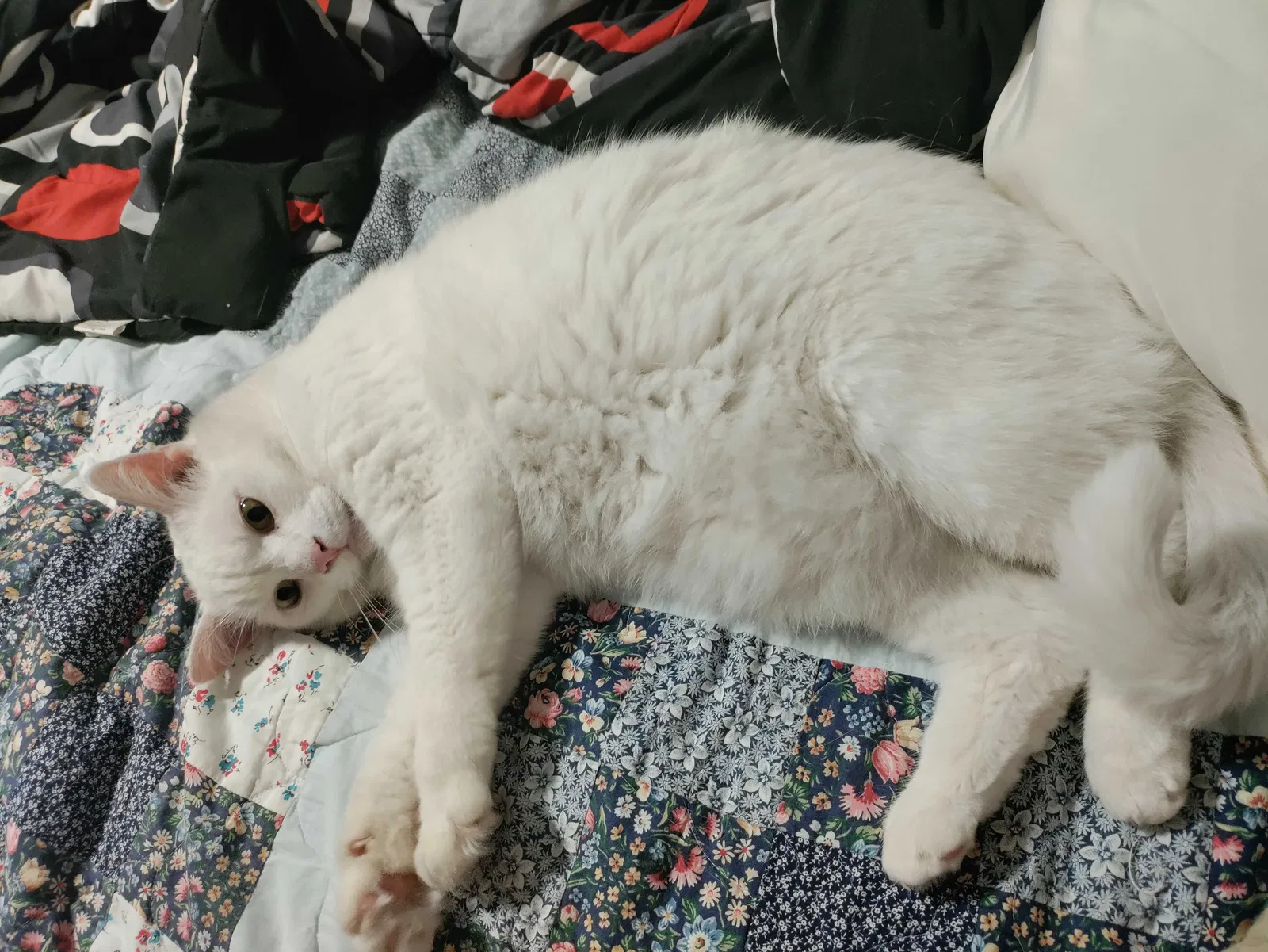 Lost cat in Armuchee, GA, 30105