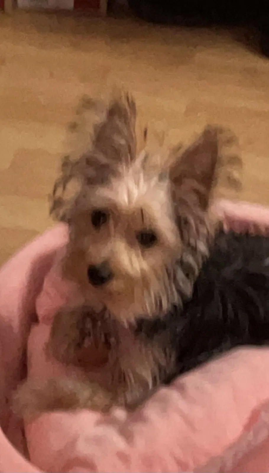 Lost dog in Columbus, OH, 43227