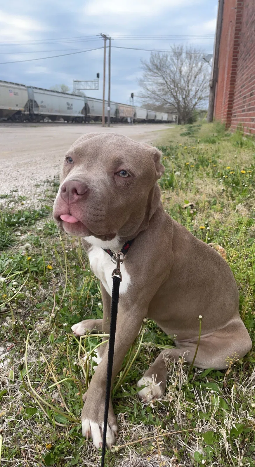 Lost dog in Kansas City, MO, 64119