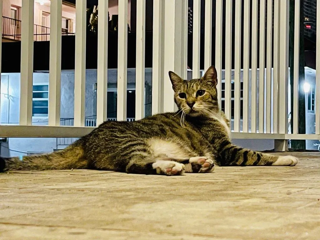 Lost cat in Port Saint Lucie, FL, 34952