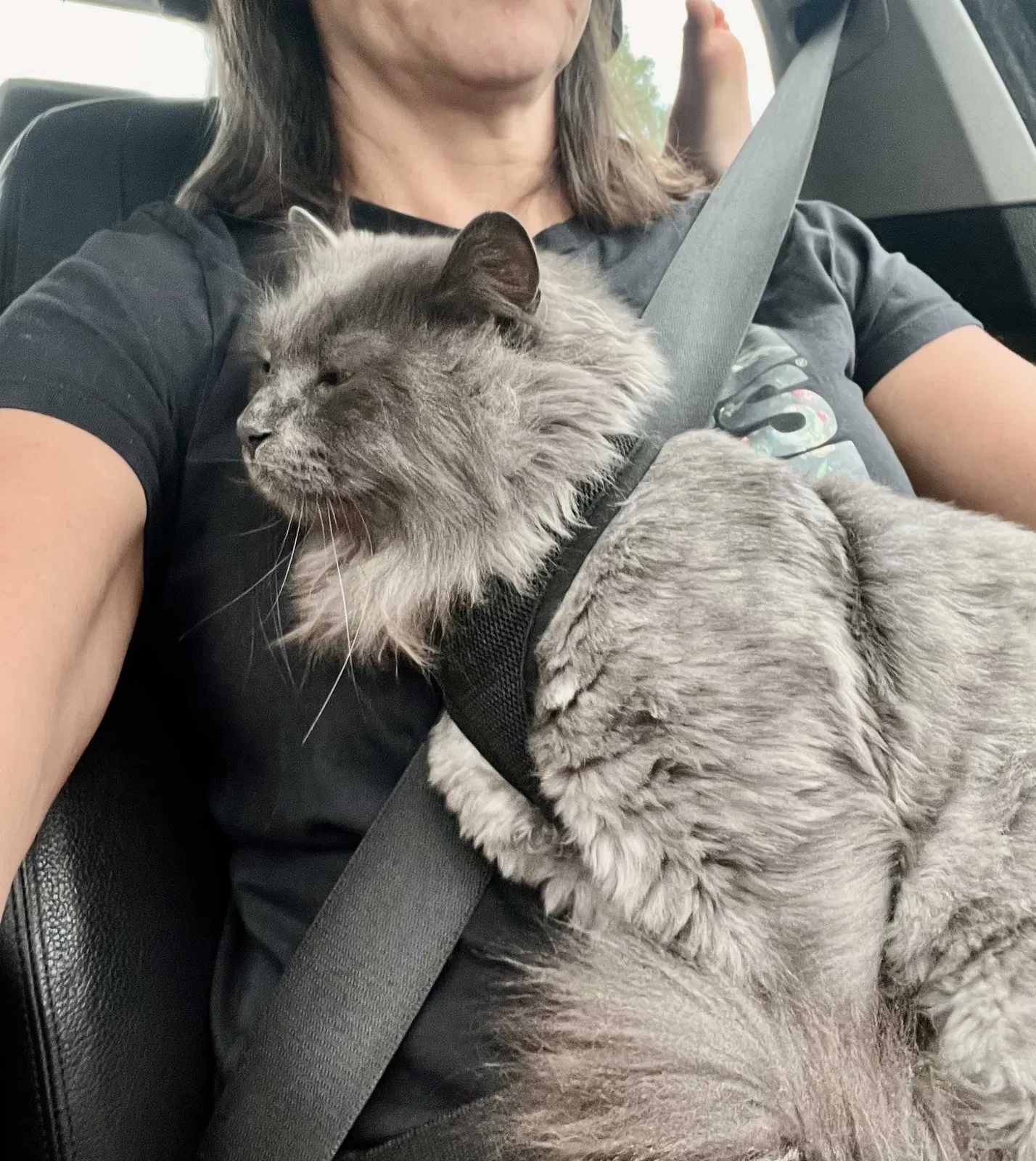 Lost cat in Cape Coral, FL, 33990