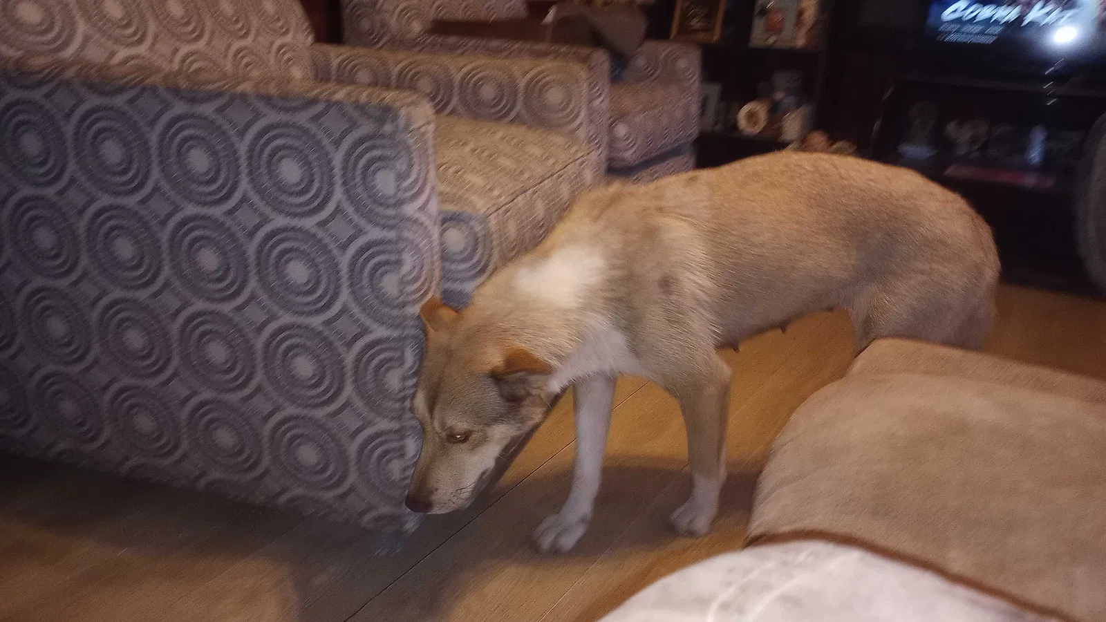 Found dog in Iuka, MS, 38852