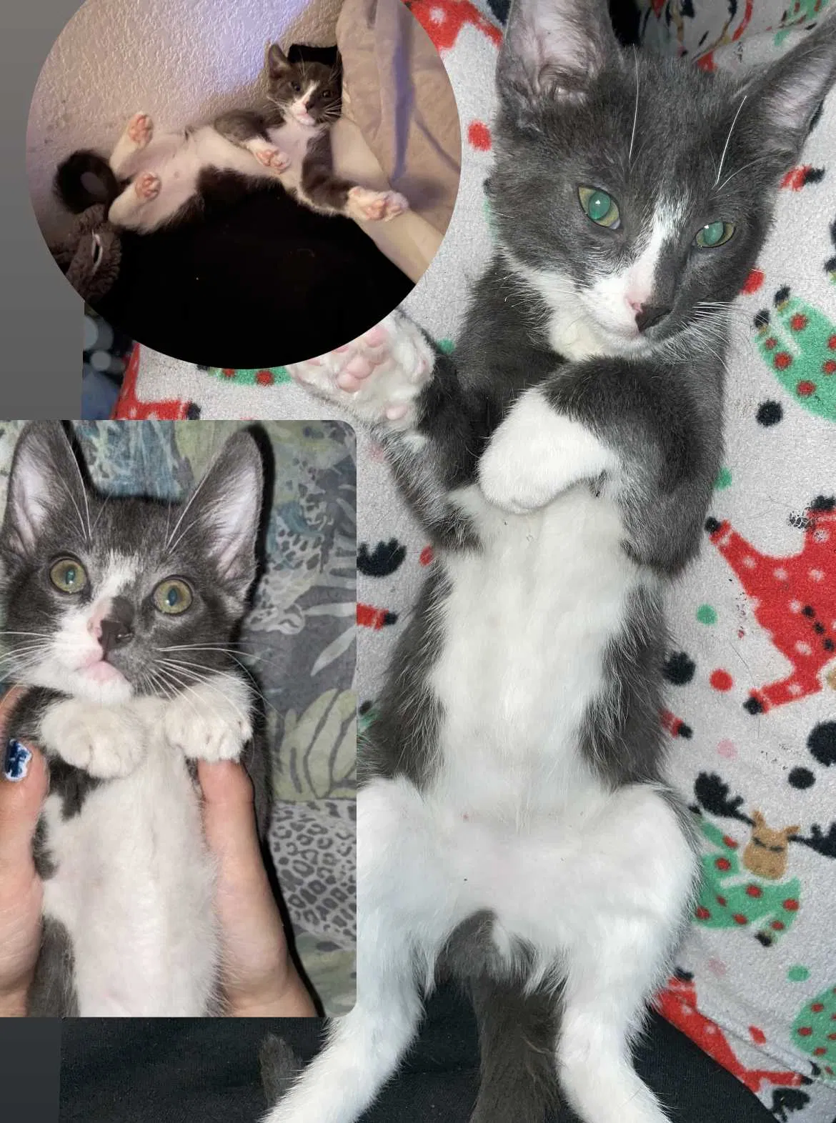 Lost cat in Las Vegas, NV, 89142