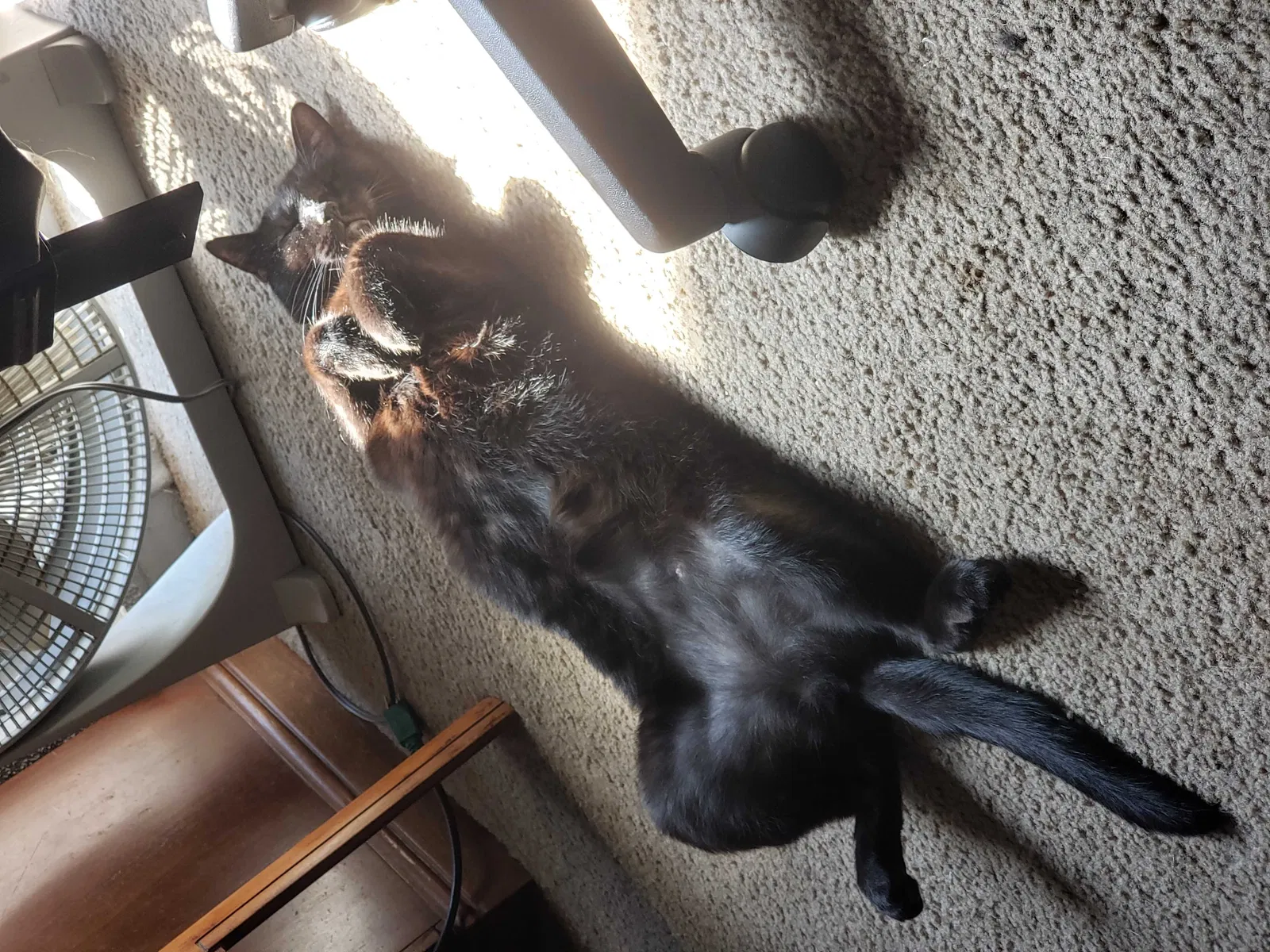 Lost cat in Mount Pleasant, MI, 48858