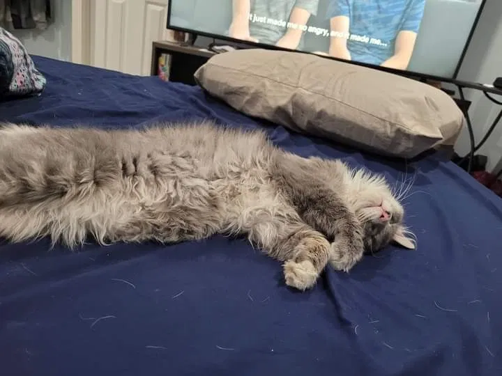 Lost cat in Rialto, CA, 92376
