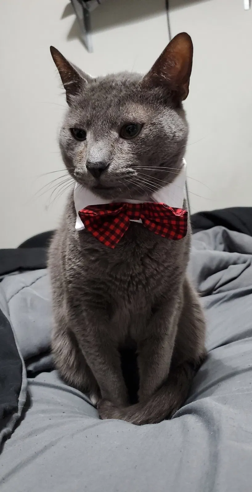 Lost cat in Hinesville, GA, 31313