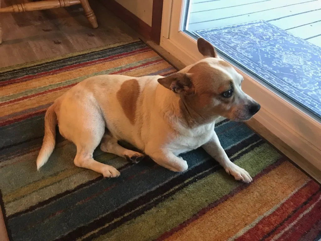 Found dog in Rogers, AR, 72758