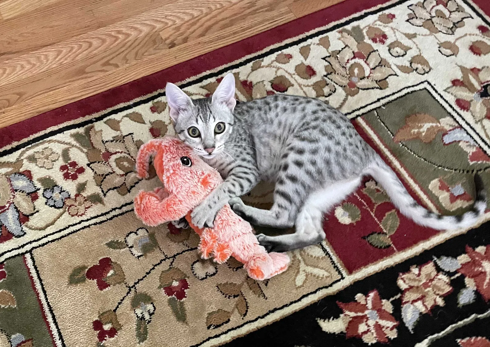 Lost cat in Bellevue, WA, 98006