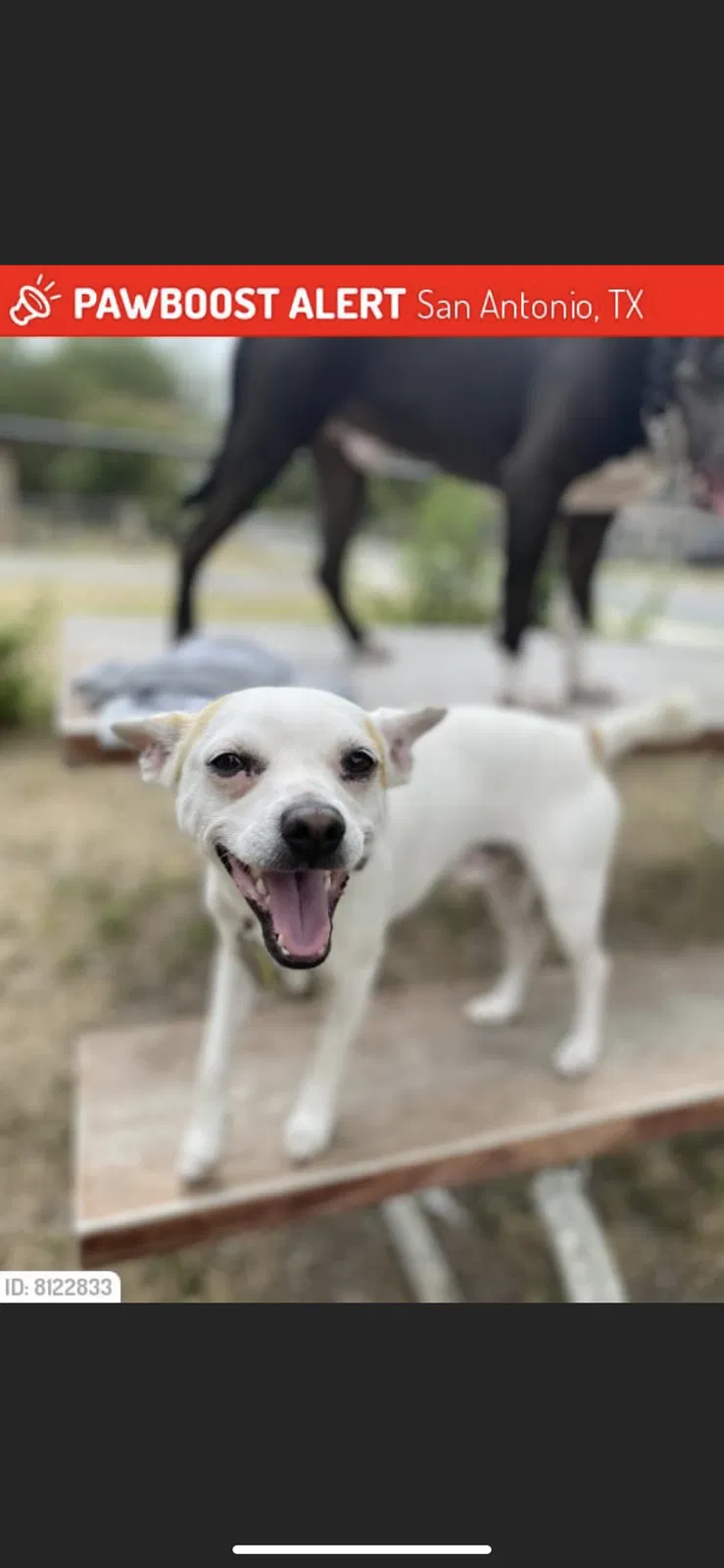Lost dog in San Antonio, TX, 78211