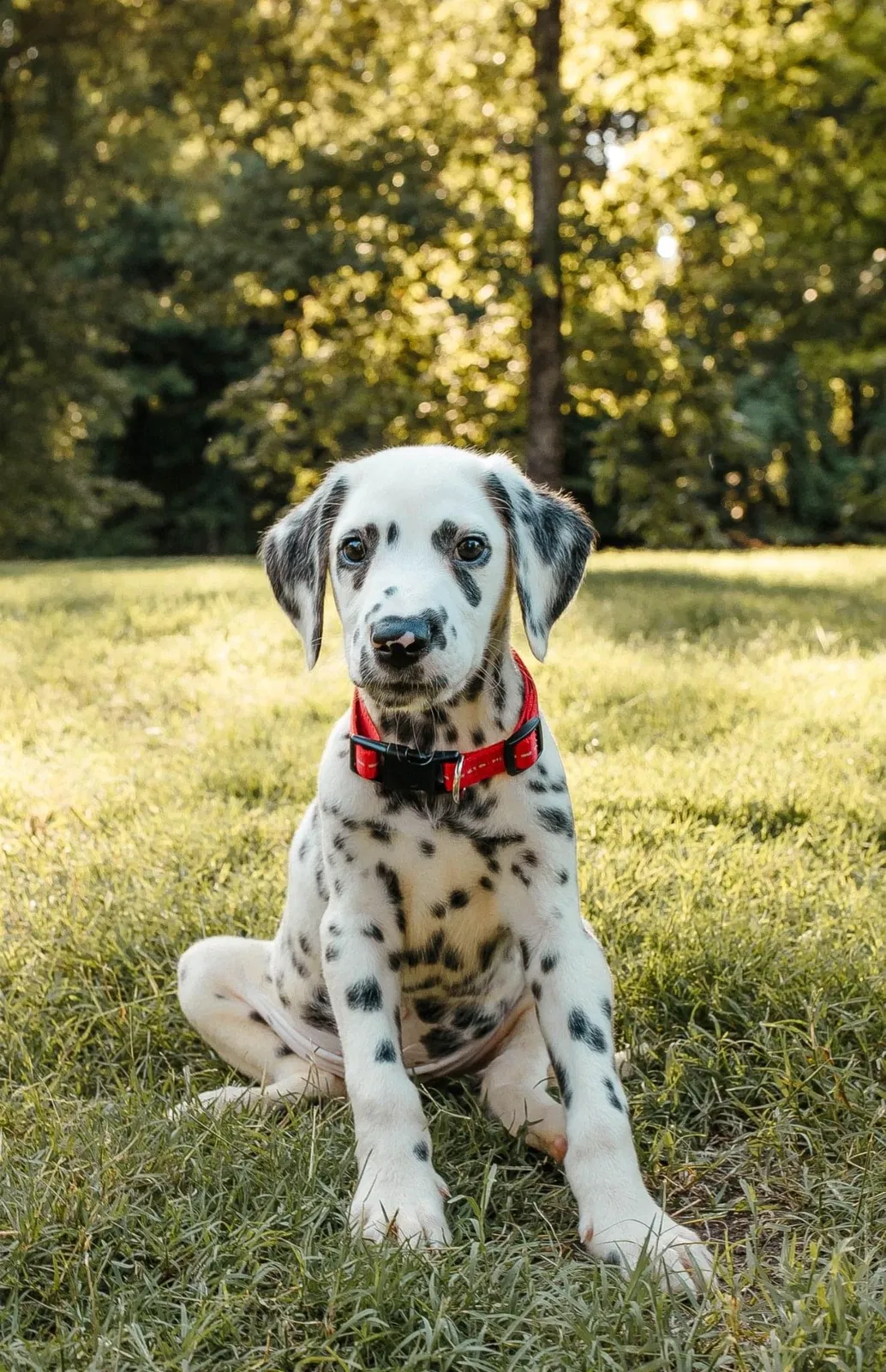 Lost dog in Lake Cormorant, MS, 38641