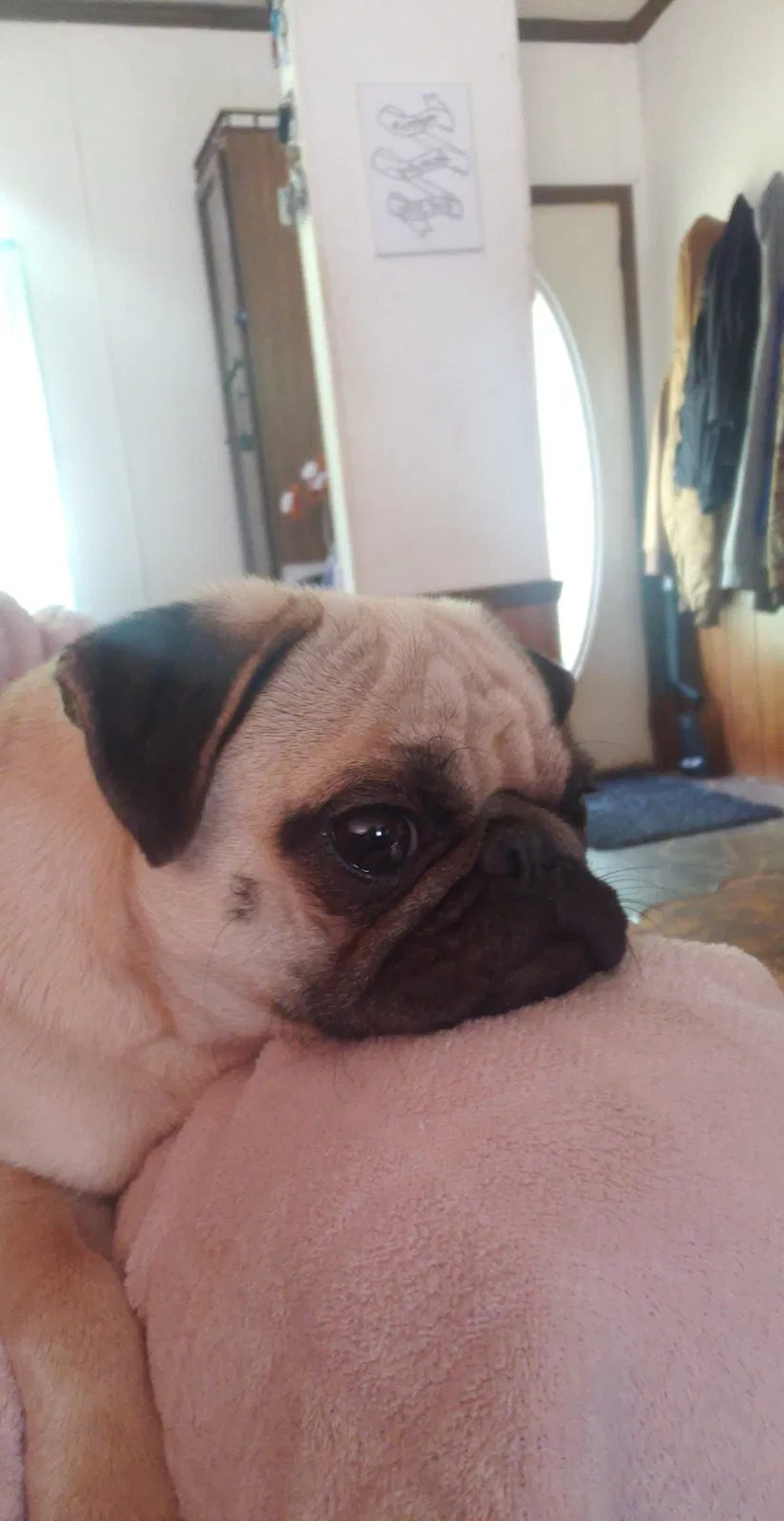 Lost dog in Mount Airy, NC, 27030