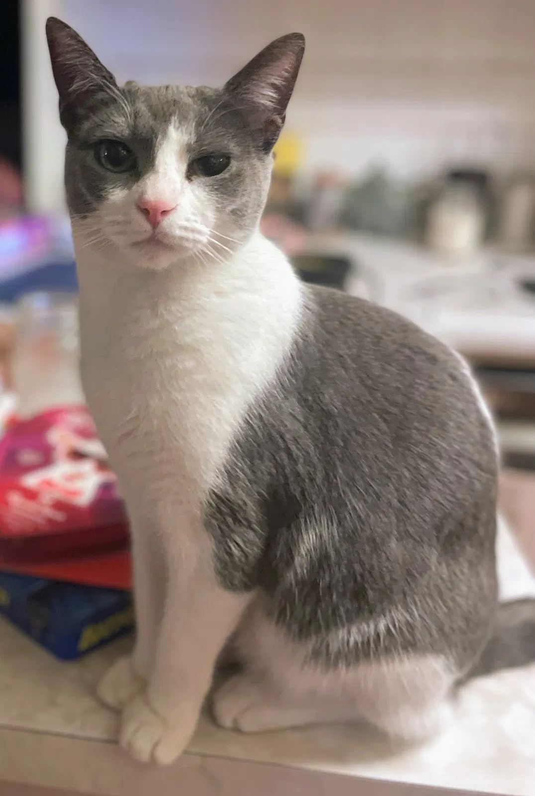 Lost cat in Broomfield, CO, 80020