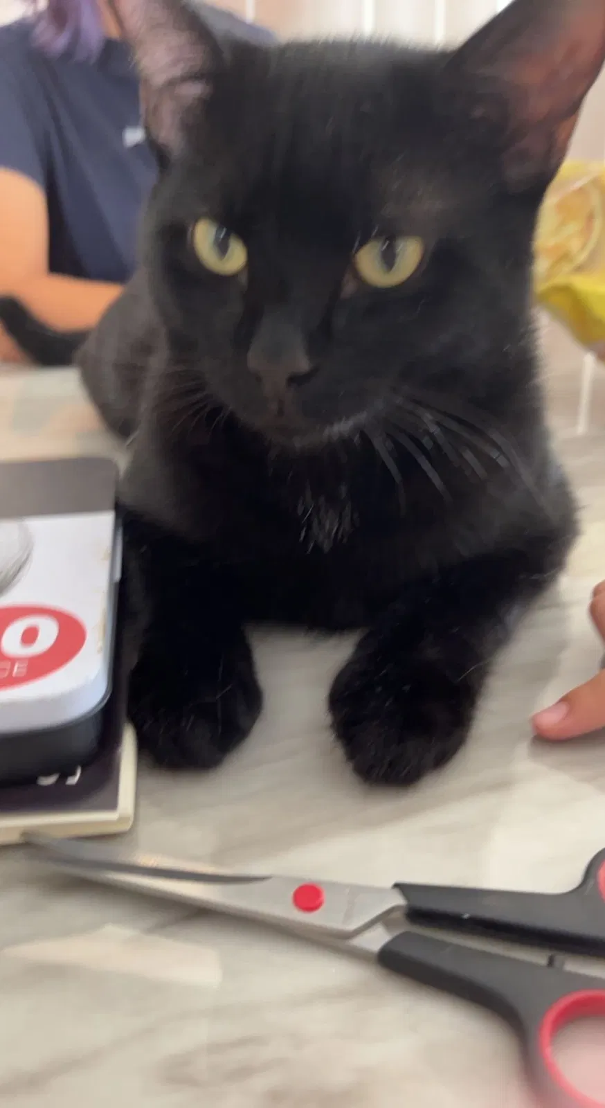 Lost cat in Rio Rancho, NM, 87124