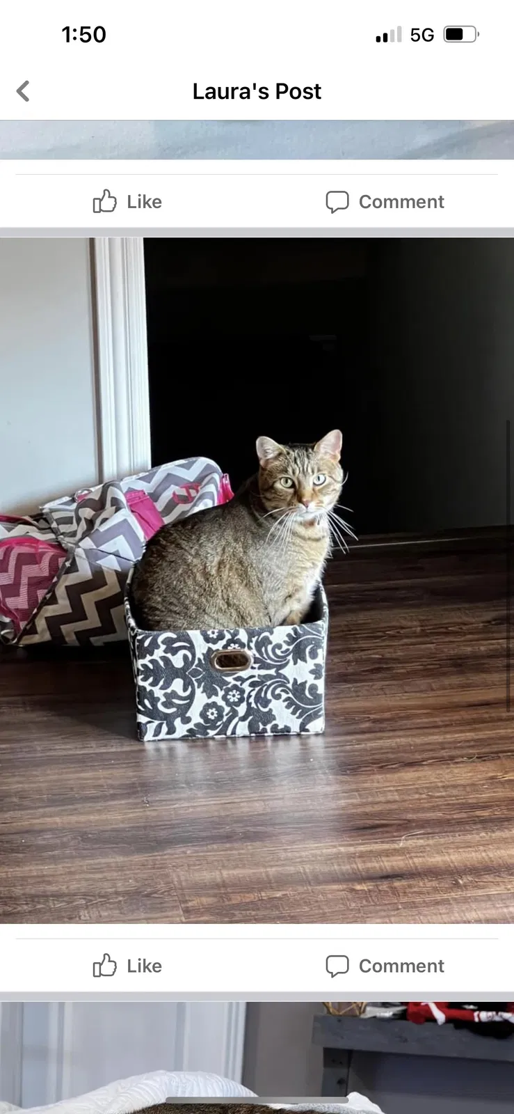 Lost cat in Shelbyville, KY, 40065