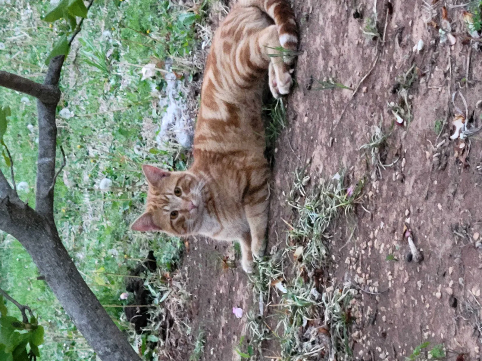 Lost cat in Richwoods, MO, 63071