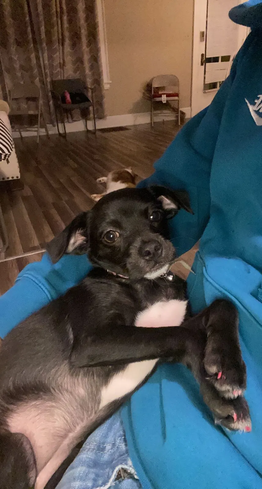 Lost dog in Cincinnati, OH, 45207