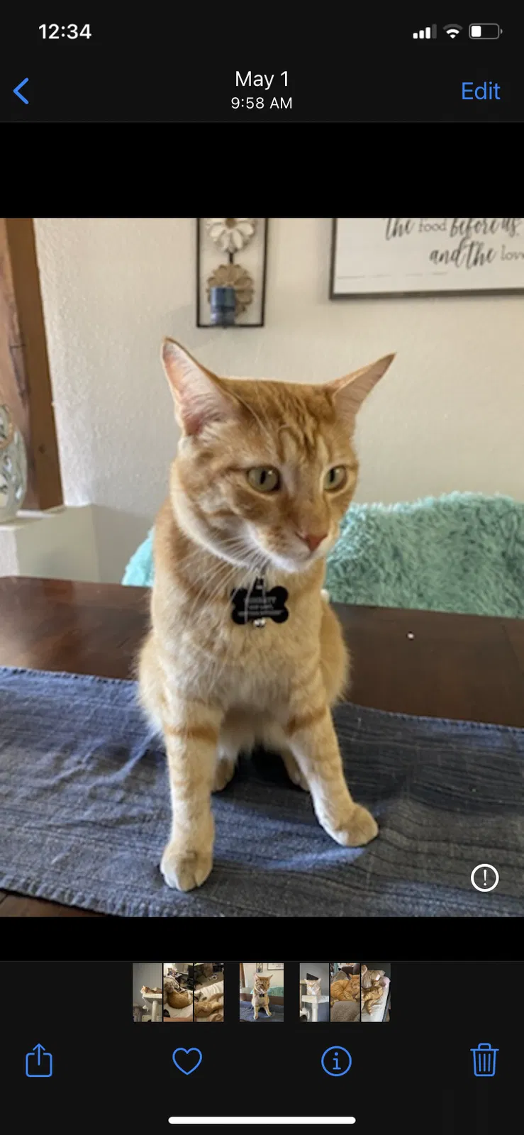 Lost cat in Albuquerque, NM, 87120