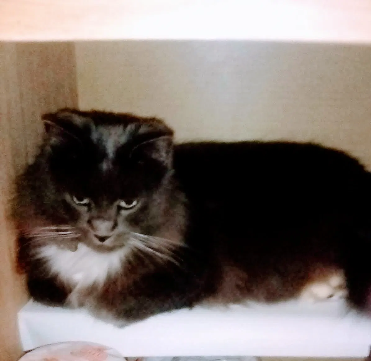 Lost cat in Pottsville, PA, 17901