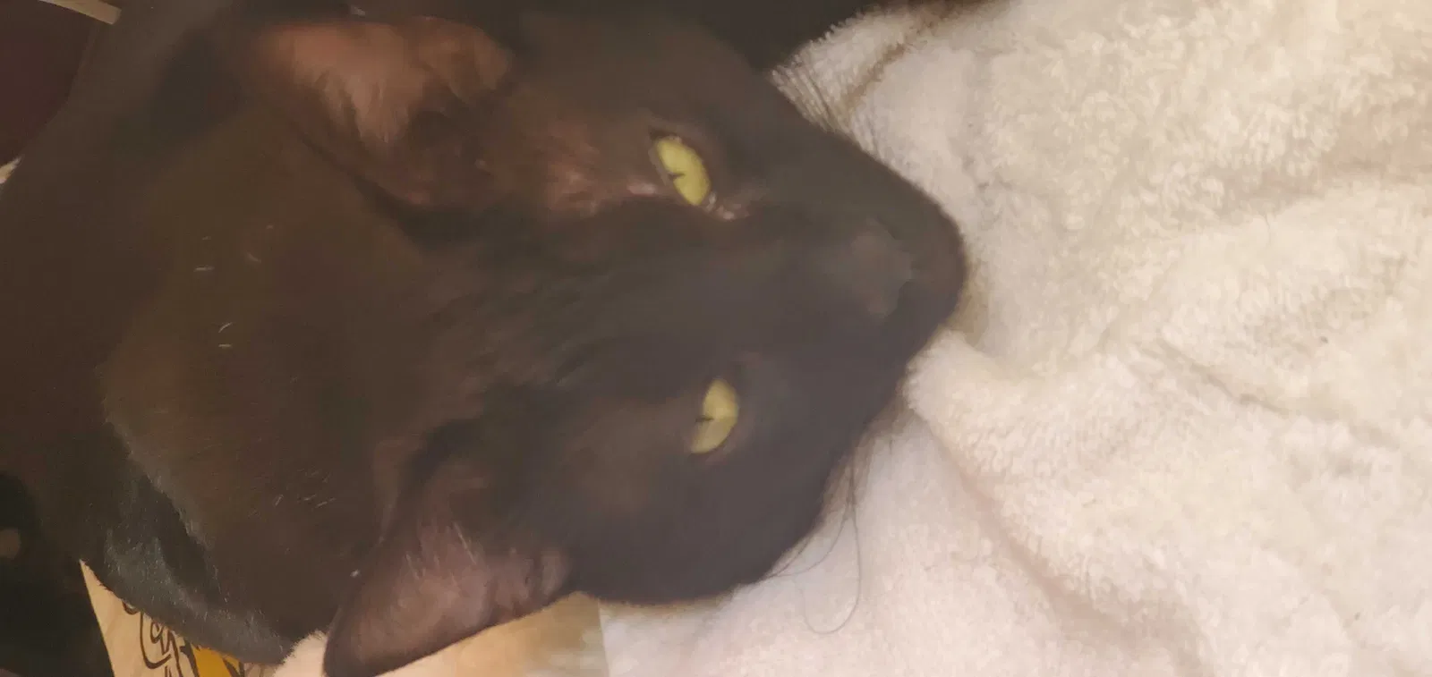 Lost cat in Napa, CA, 94558