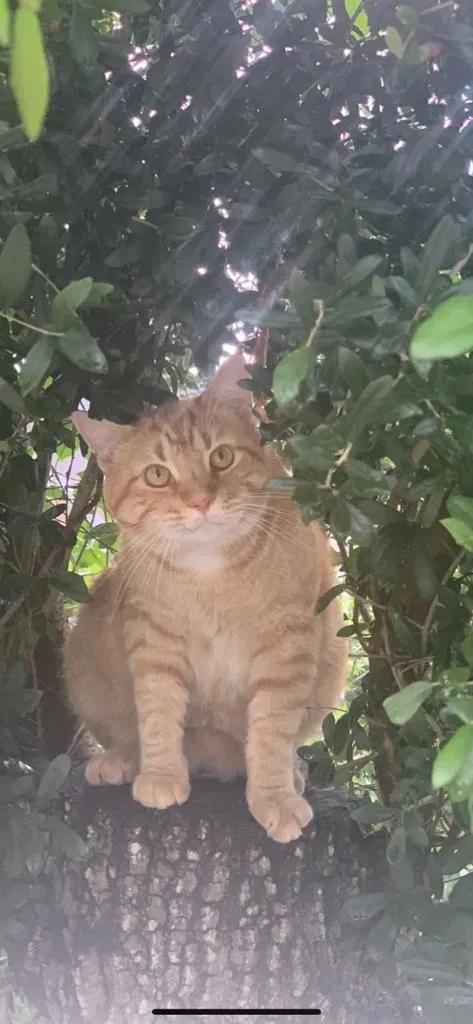 Lost cat in Riverview, FL, 33578